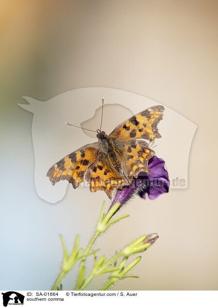 C-Falter / southern comma / SA-01664