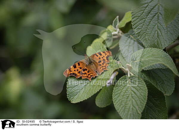 C-Falter / southern comma butterfly / SI-02495