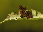 Comma Butterfly