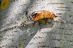 southern comma
