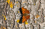 southern comma