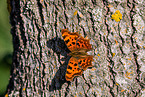 southern comma