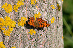 southern comma