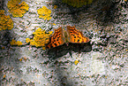 southern comma