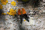 southern comma