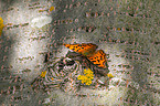 southern comma