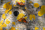 southern comma