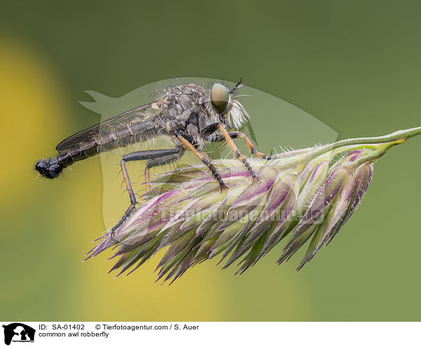Knoten-Strauchdieb / common awl robberfly / SA-01402