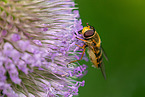 common banded hoverfly