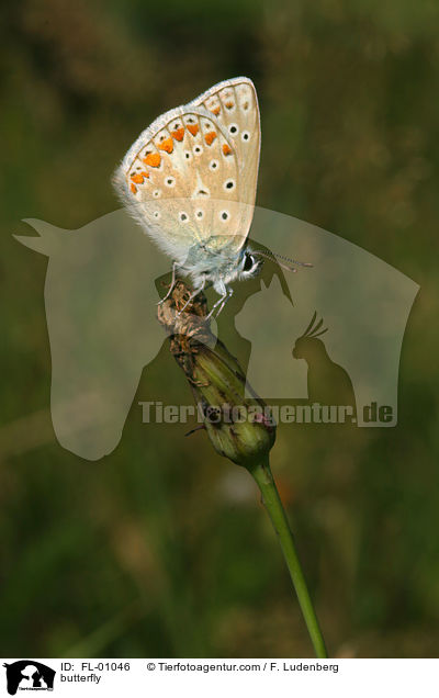Hauhechelbluling / butterfly / FL-01046