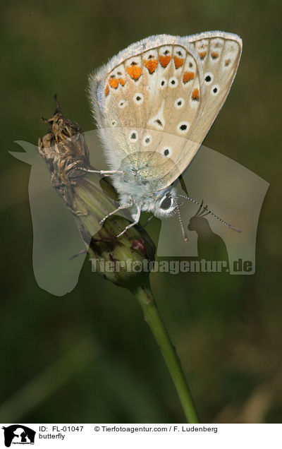 butterfly / FL-01047