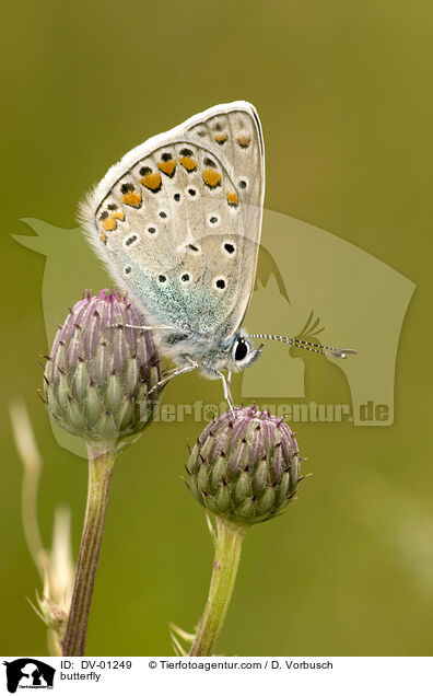 butterfly / DV-01249