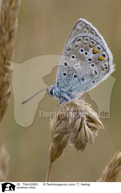 Gemeiner Bluling / common blue / THA-02961
