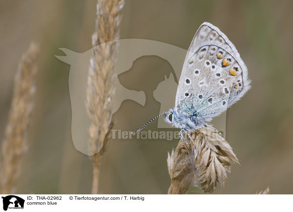 Gemeiner Bluling / common blue / THA-02962