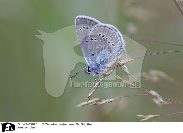 Gemeiner Bluling / common blue / WS-03990