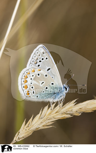 common blue / WS-03992