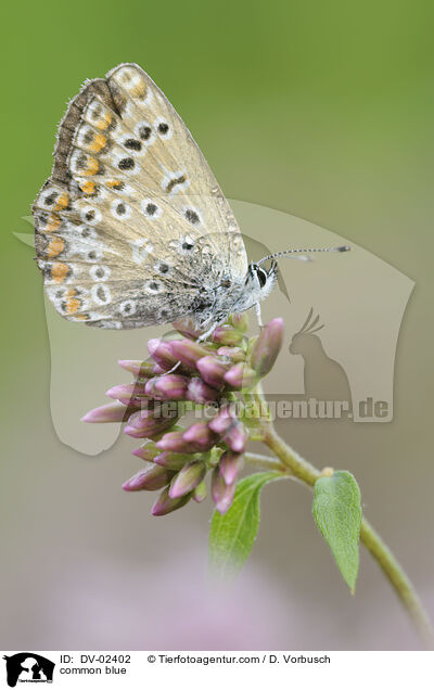 Gemeiner Bluling / common blue / DV-02402