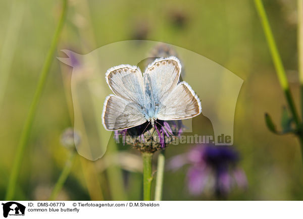 common blue butterfly / DMS-06779