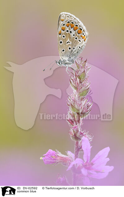 common blue / DV-02592