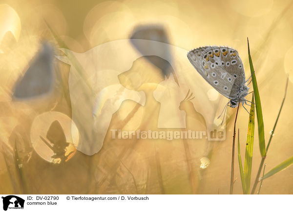 common blue / DV-02790