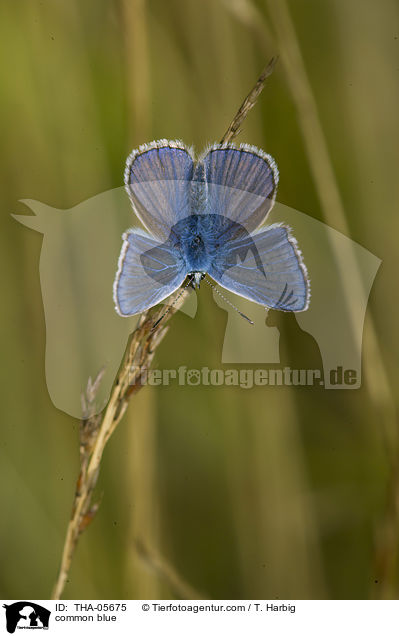 common blue / THA-05675