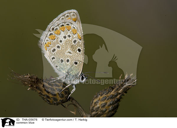 common blue / THA-05676