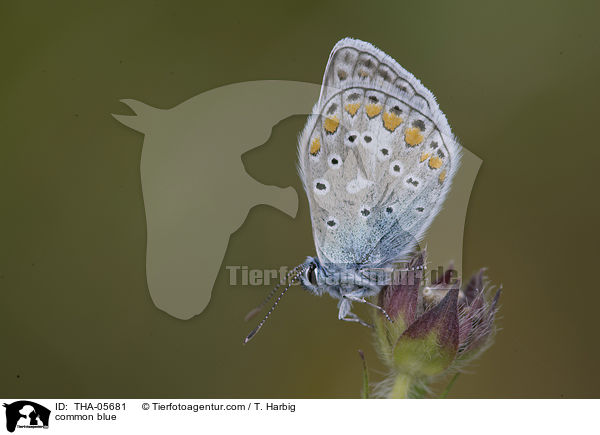 common blue / THA-05681