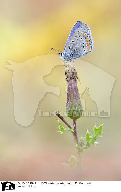 common blue / DV-03547