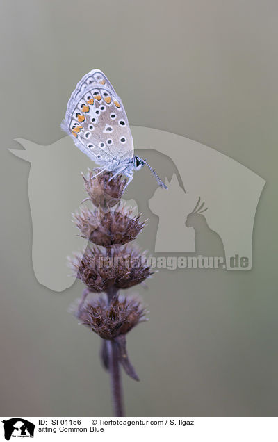 sitzender Hauhechel-Bluling / sitting Common Blue / SI-01156