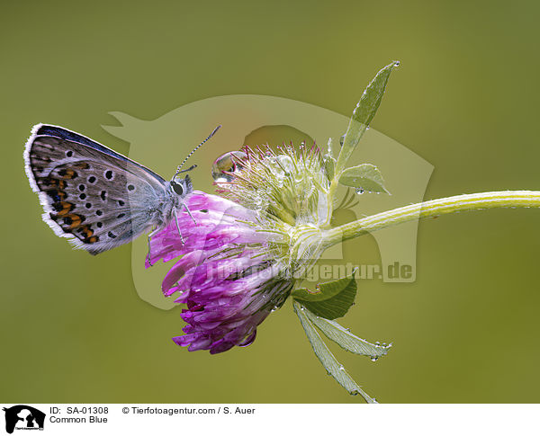 Hauhechel-Bluling / Common Blue / SA-01308