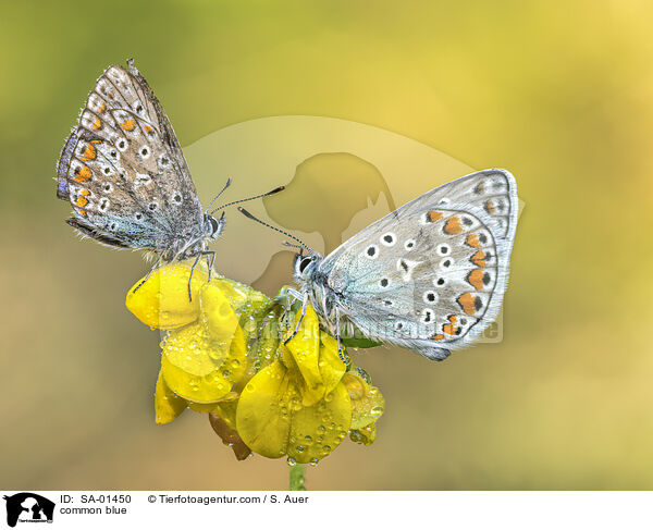 Hauhechelbluling / common blue / SA-01450