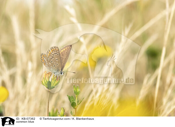 common blue / KB-07362