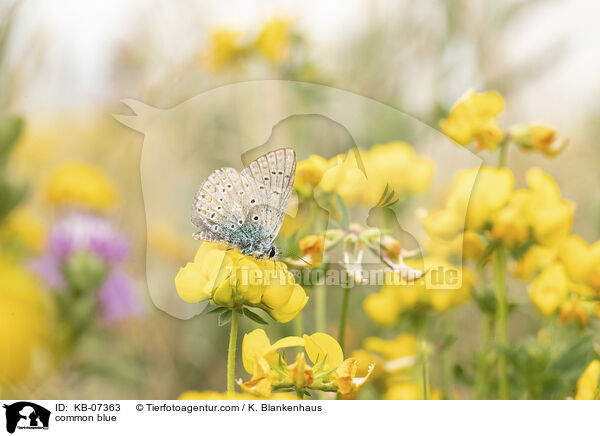 common blue / KB-07363