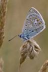 common blue