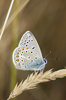 common blue