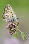 common blue