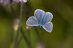 common blue butterfliy