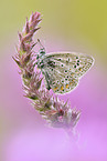 common blue