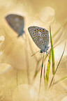 common blue