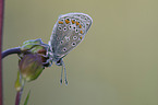 common blue