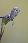 common blue