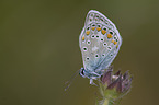 common blue