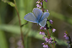 common blue