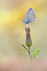 common blue
