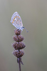 sitting Common Blue