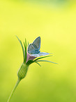 Common Blue
