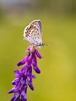 Common Blue
