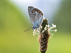common blue