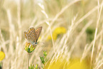 common blue