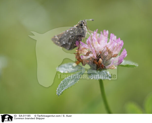 Komma-Dickkopffalter / Common branded Skipper / SA-01185
